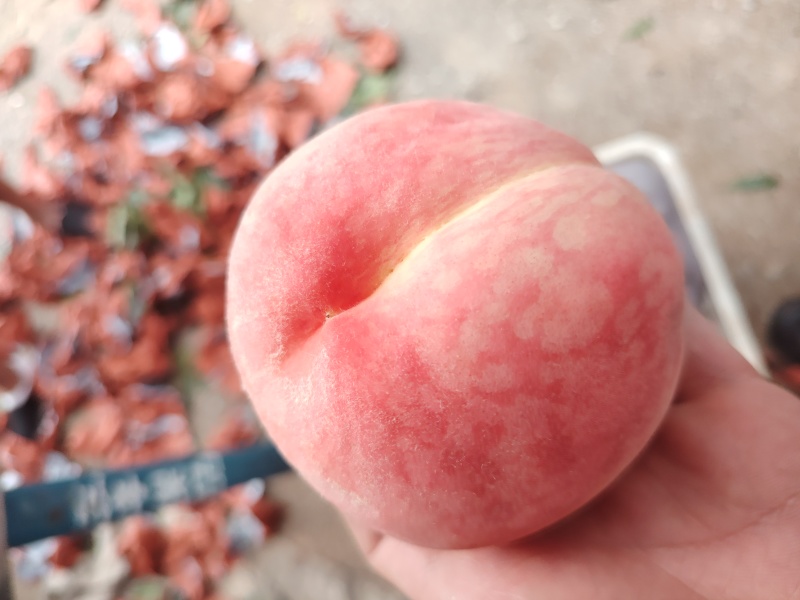 早中晚绿化久陆续上市