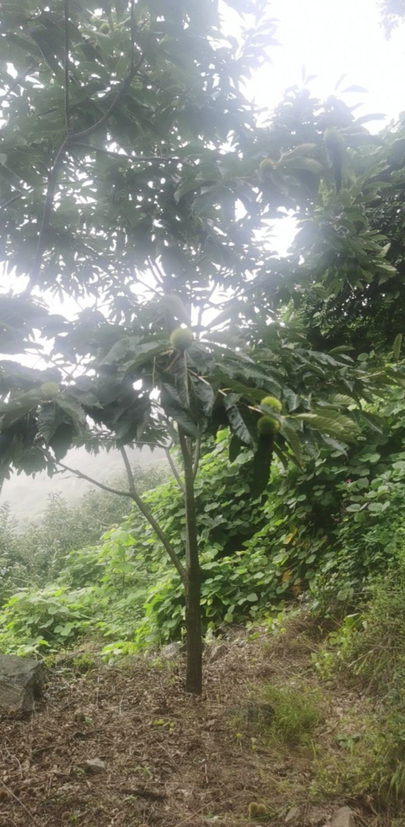 迁西板栗冷库货客商前来洽谈支持视频看货欢迎咨询