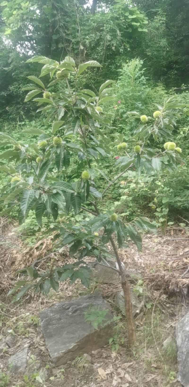 迁西板栗冷库货客商前来洽谈支持视频看货欢迎咨询