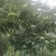 迁西板栗冷库货客商前来洽谈支持视频看货欢迎咨询