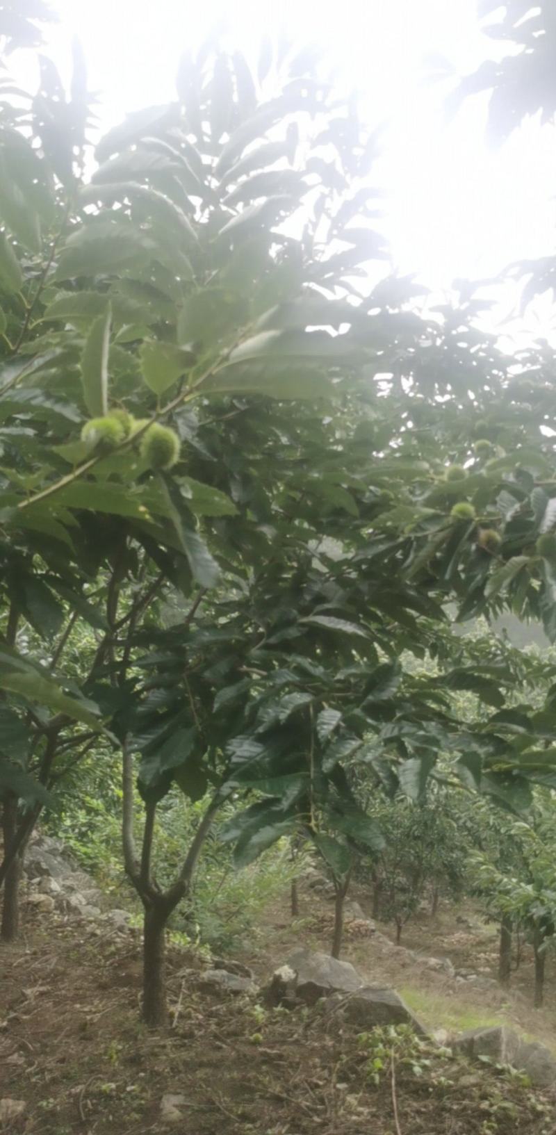迁西板栗冷库货客商前来洽谈支持视频看货欢迎咨询