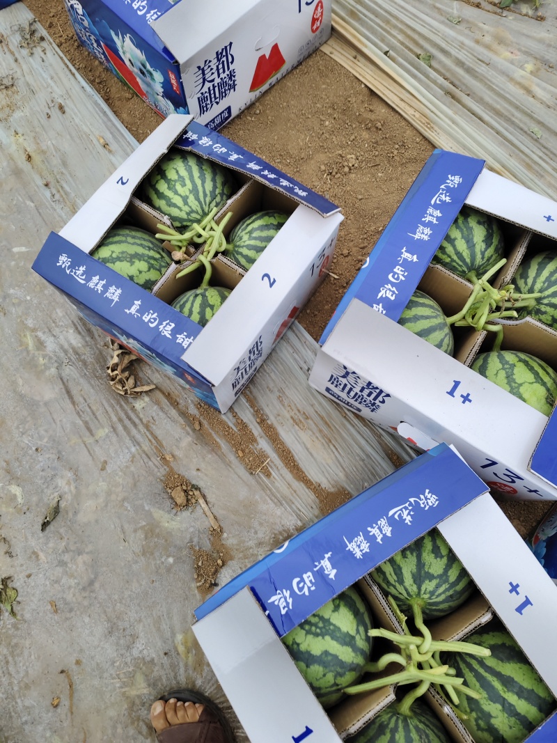 精品美都西瓜皮薄滋多诚信经营一手货源视频看货欢迎来电