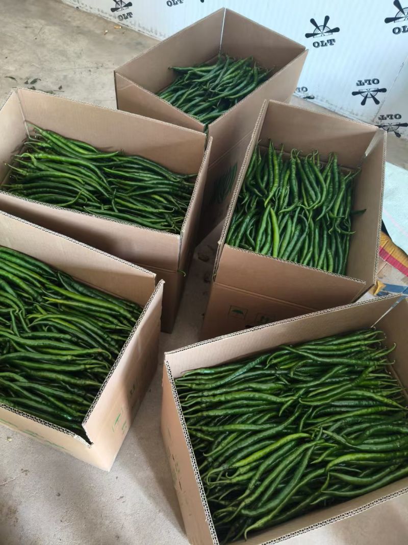 二荆条