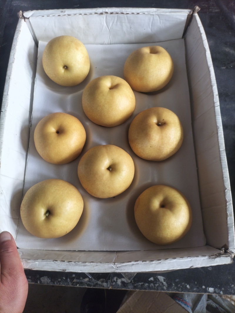 山东莱阳精品元黄梨大量上市产地直供一手货源对接电商直播带