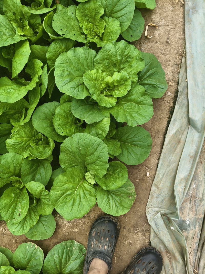 优质蔬菜，大量上市，欢迎骚扰