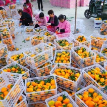 高山蜜桔量大从优每天出二十多万斤没问题