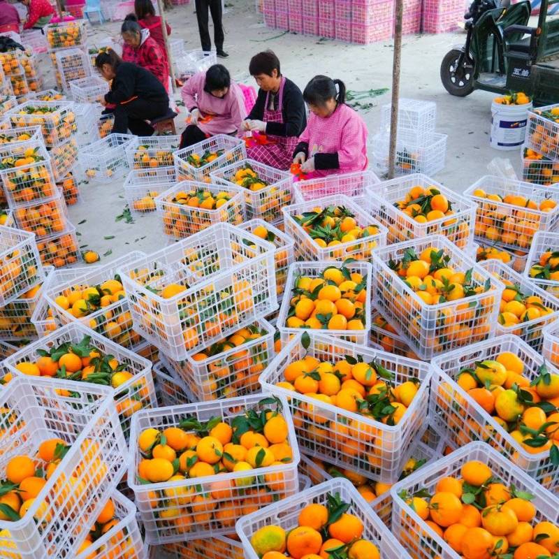 高山蜜桔量大从优每天出二十多万斤没问题