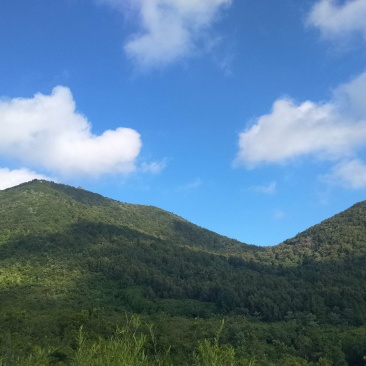 今年秋季出售油茶子，500亩野生油茶，品种好，出油率高。