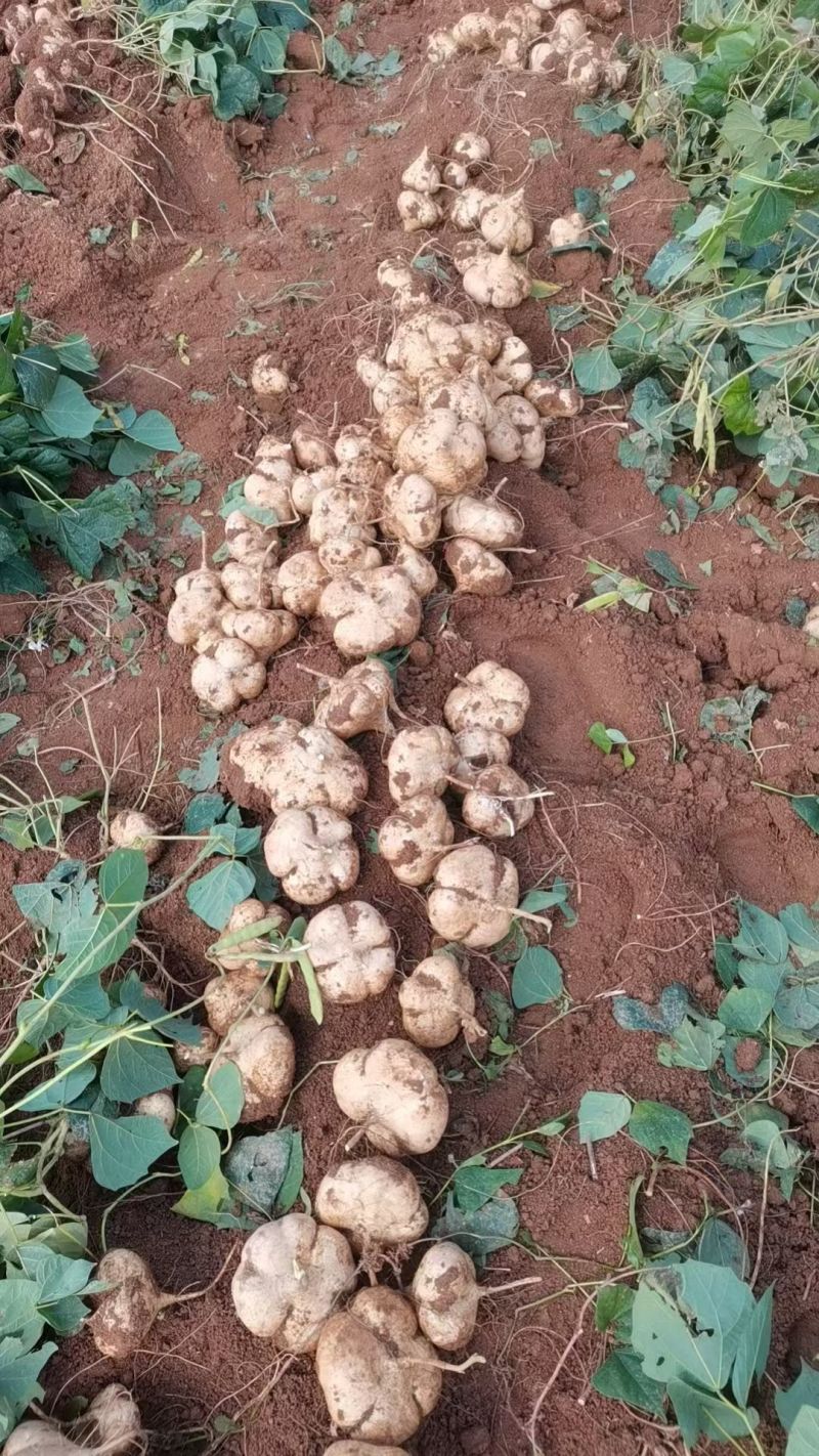 江西宜春凉薯豆薯口感好种植基地货量大欢迎致电