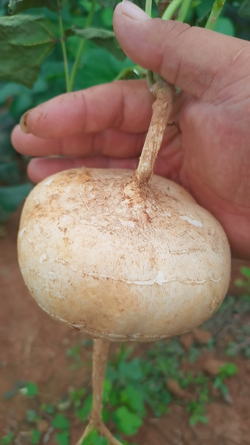 江西宜春凉薯豆薯口感好种植基地货量大欢迎致电