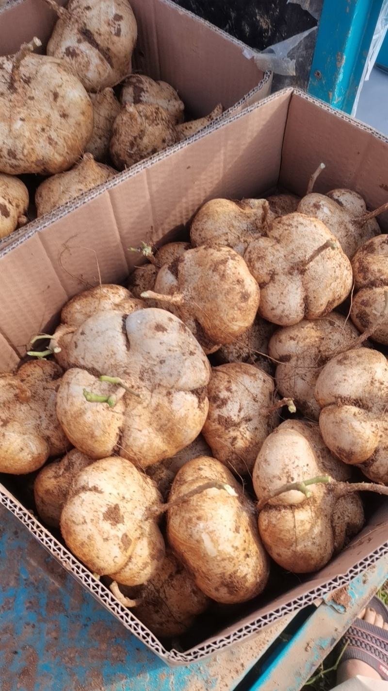 江西宜春凉薯豆薯口感好种植基地货量大欢迎致电