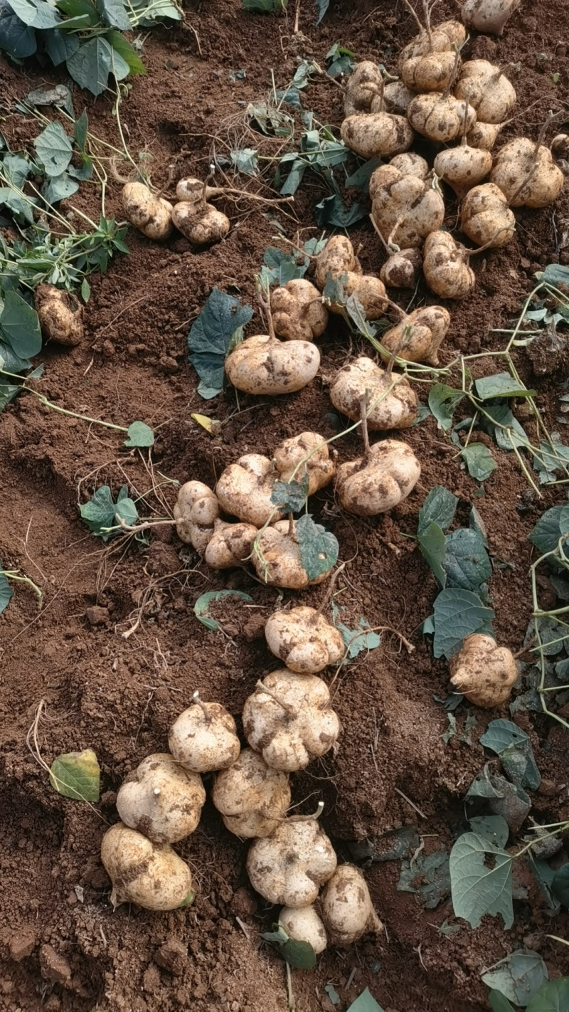 江西宜春凉薯豆薯口感好种植基地货量大欢迎致电