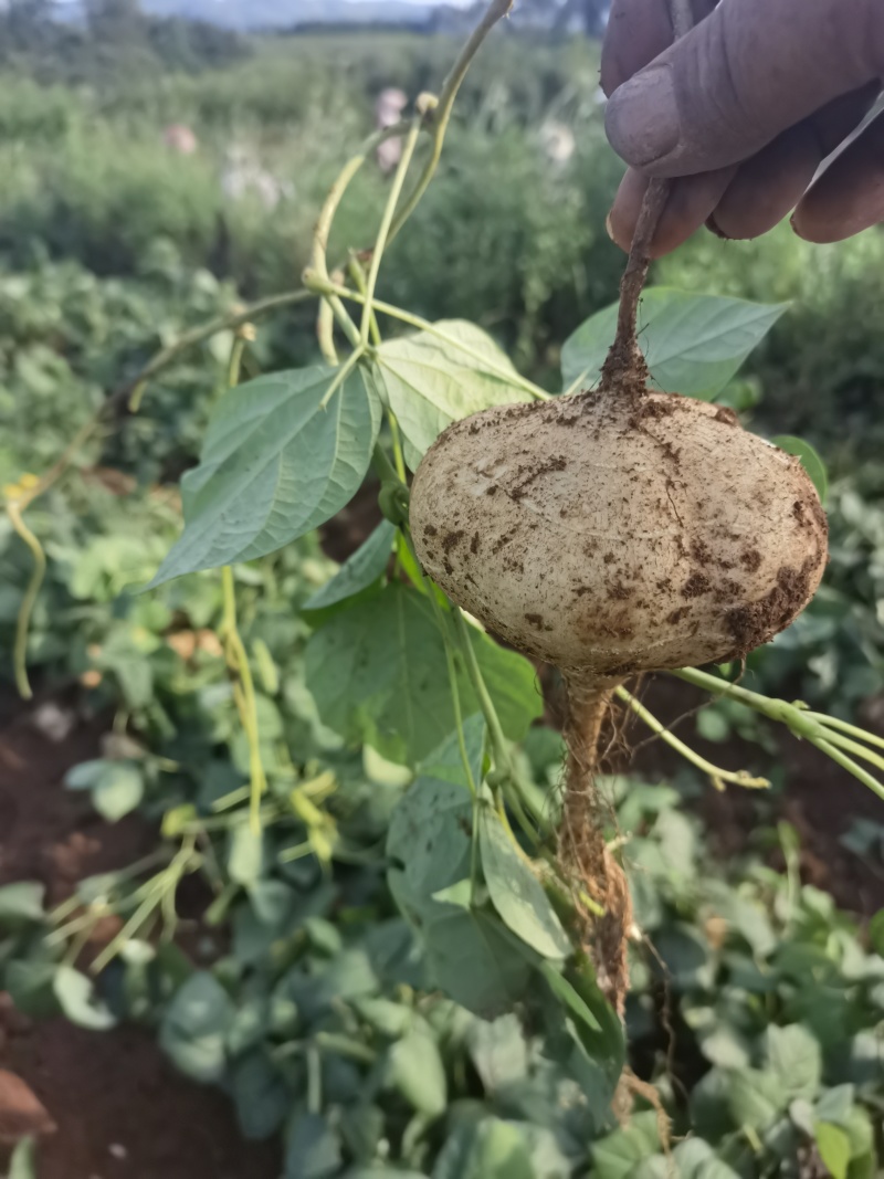 江西宜春凉薯豆薯口感好种植基地货量大欢迎致电
