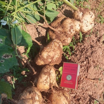 江西宜春凉薯豆薯口感好种植基地货量大欢迎致电