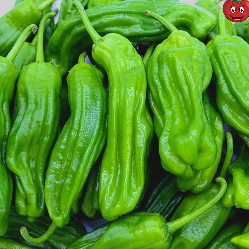 芜湖椒产地看货论价保质保量量大从优欢迎订购