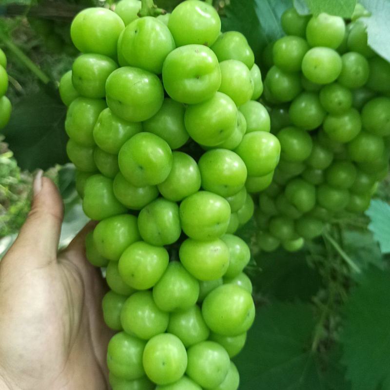 冷棚阳光玫瑰