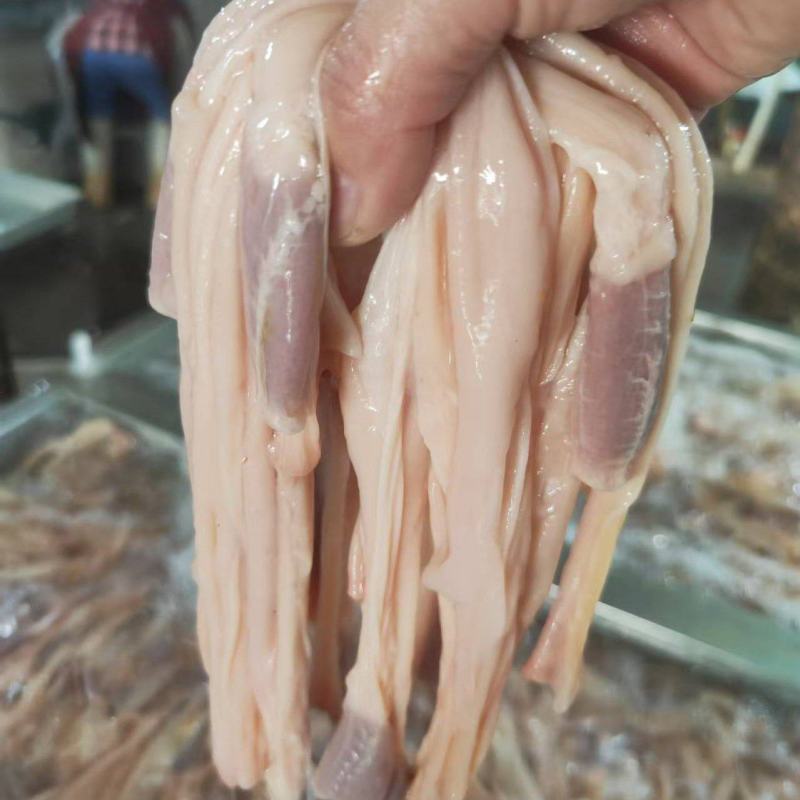 鸭食管