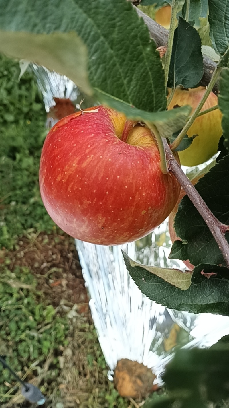 盐源苹果精品红嘎啦苹果产地直供量大从优全国发货