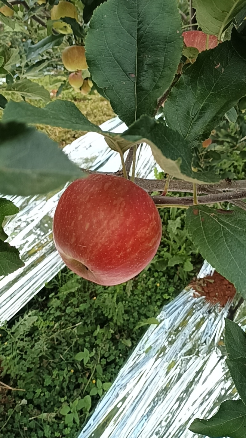 盐源苹果精品红嘎啦苹果产地直供量大从优全国发货