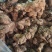 苍术新鲜直供正品自产自销全天候24小时在线服务