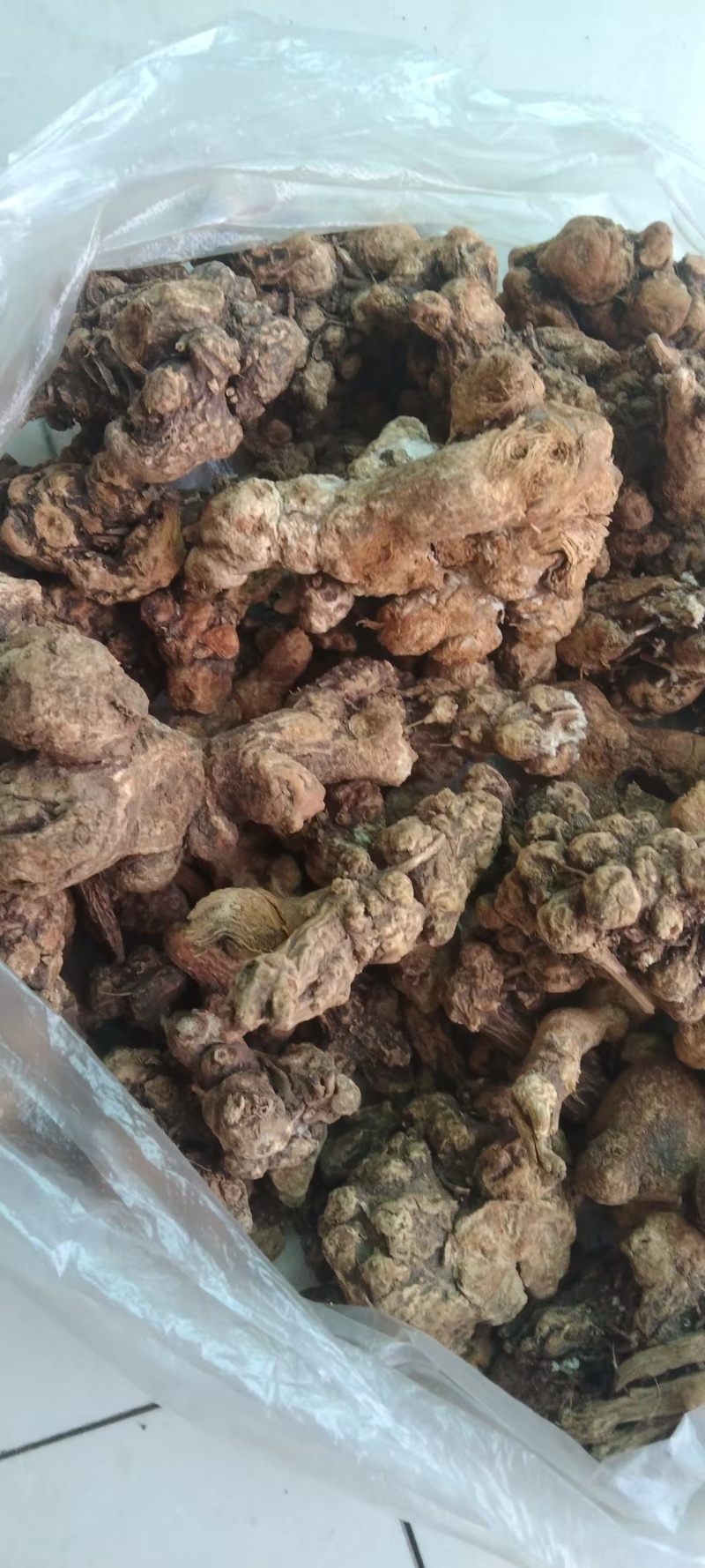 苍术新鲜直供正品自产自销全天候24小时在线服务