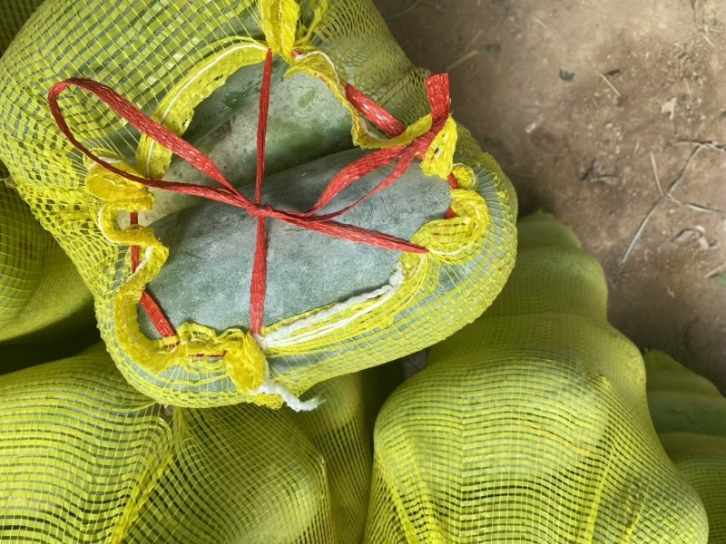 水果冬瓜大量有货个头均匀表皮光滑大量现货价格实惠