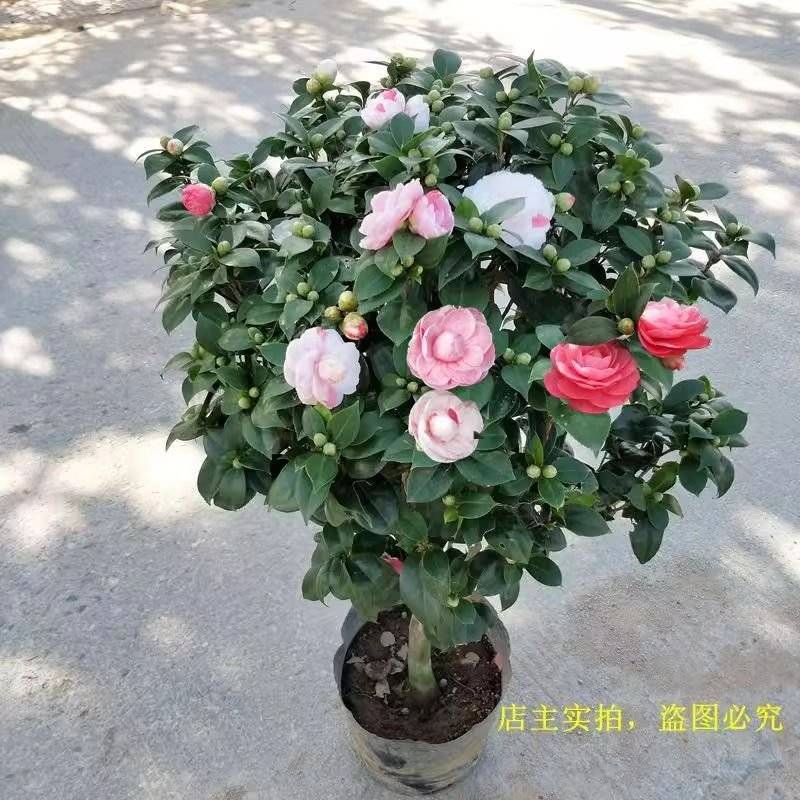 精品白底十八学士质量保证一树多色基地直销