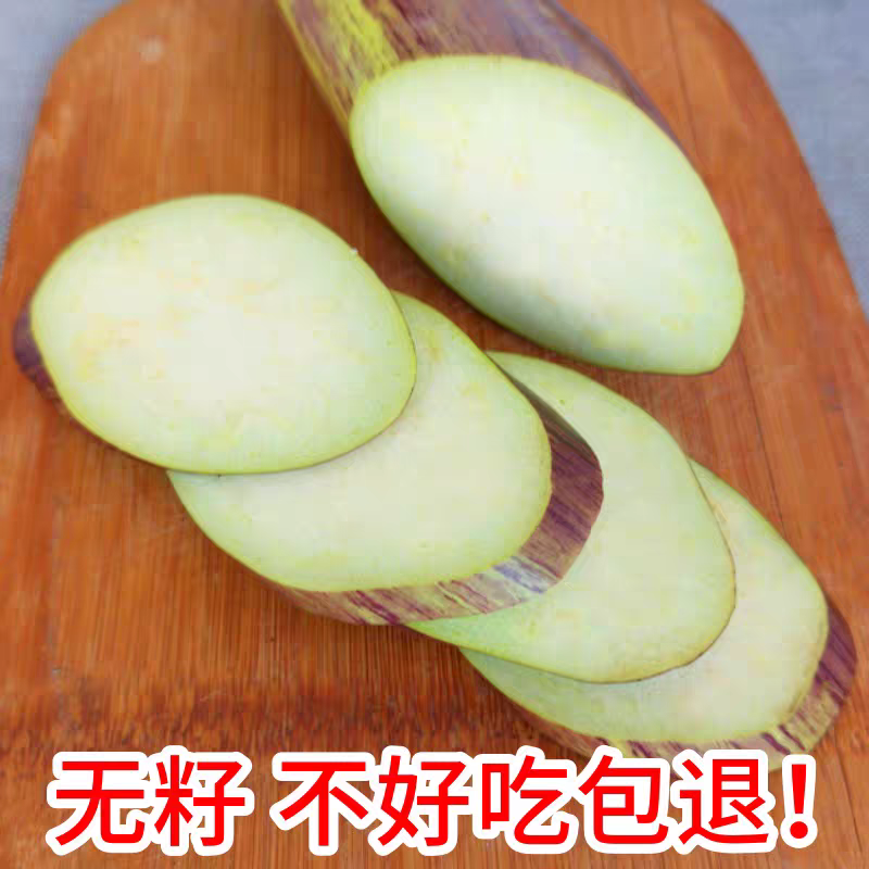 圆茄子紫茄子面包茄子烧烤茄青茄子大量供应