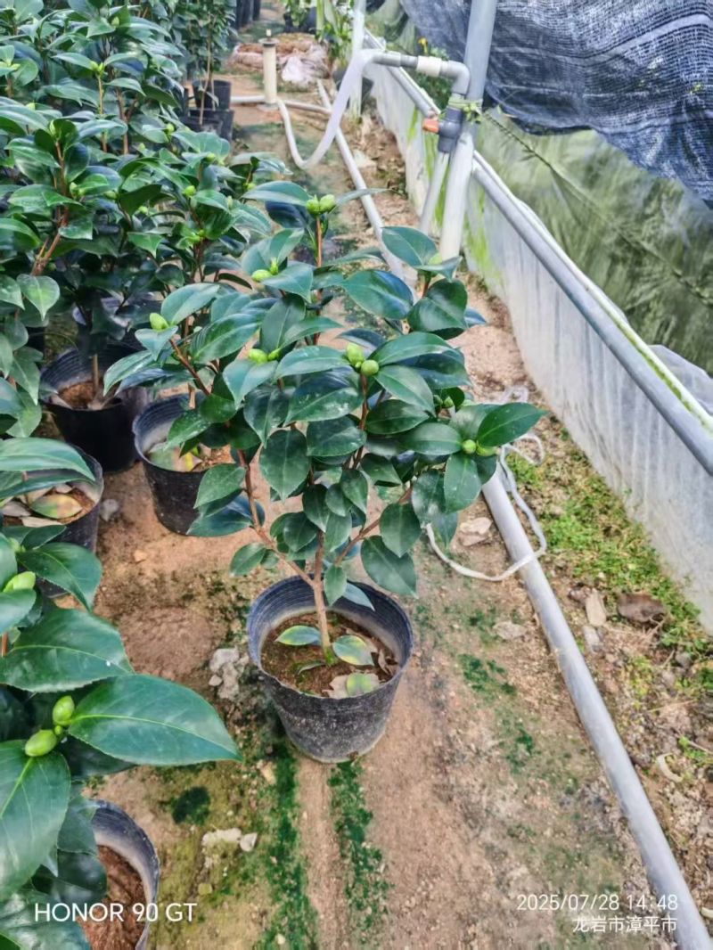 精品白底十八学士质量保证一树多色基地直销
