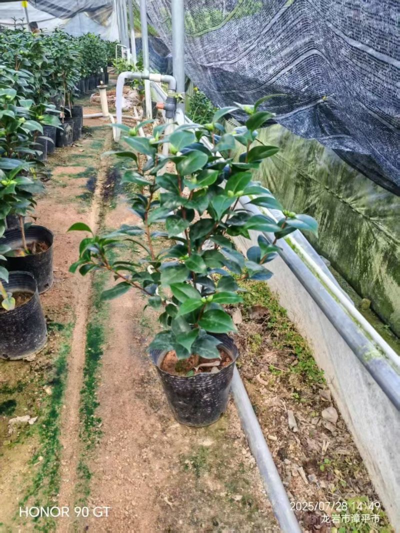 精品白底十八学士质量保证一树多色基地直销