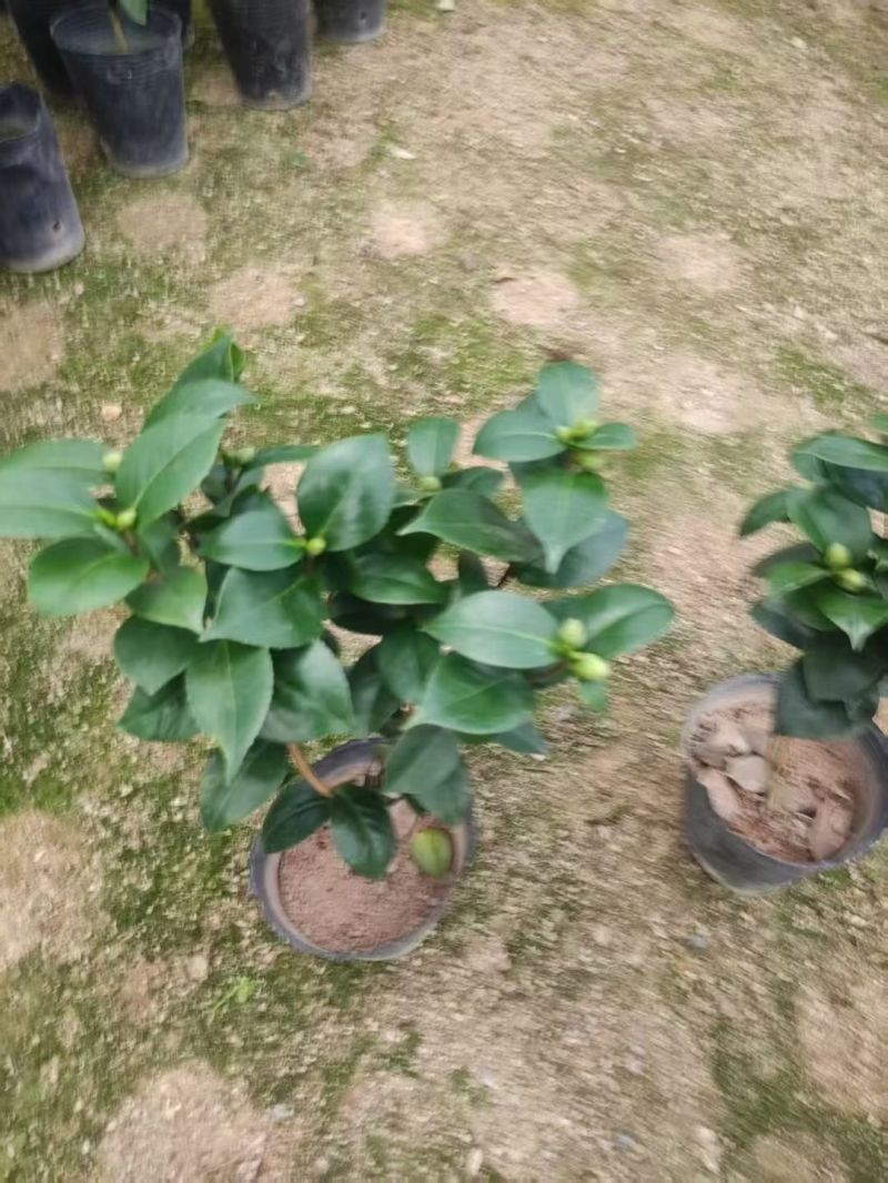 精品白底十八学士质量保证一树多色基地直销