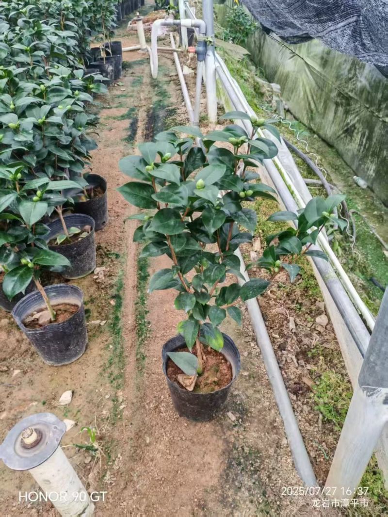 精品白底十八学士质量保证一树多色基地直销