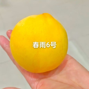 春雨6号已上市，果面干净，口感好，糖度高