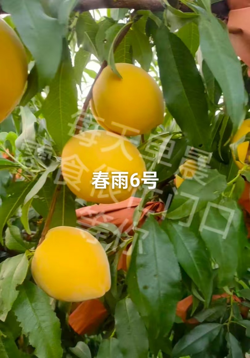 春雨6号已上市，果面干净，口感好，糖度高