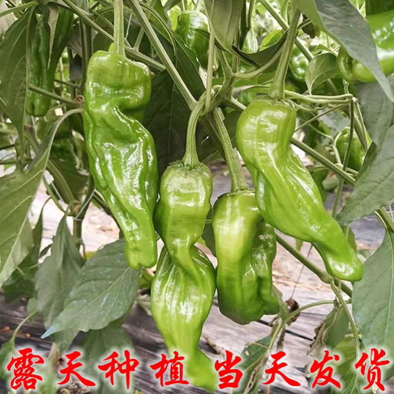 芜湖椒薄皮椒泡椒苏椒红泡椒产地看货论价保质保