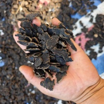 玄参有斜片和圆片