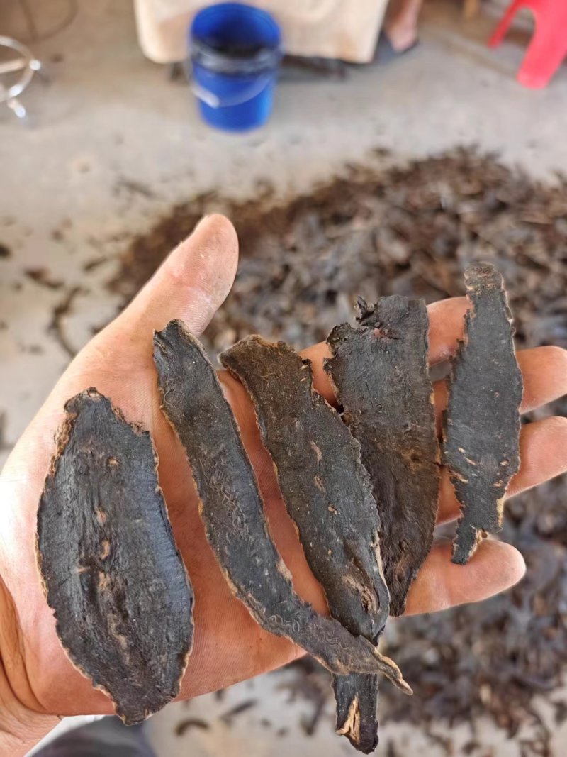 玄参有斜片和圆片
