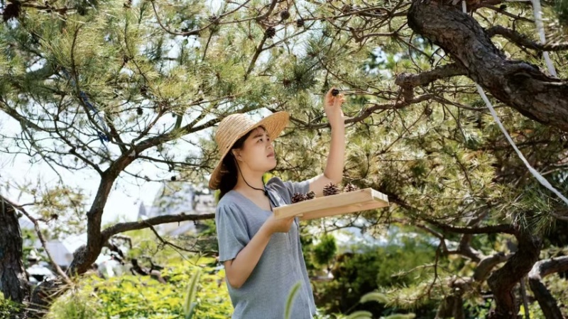 山东天然松塔香