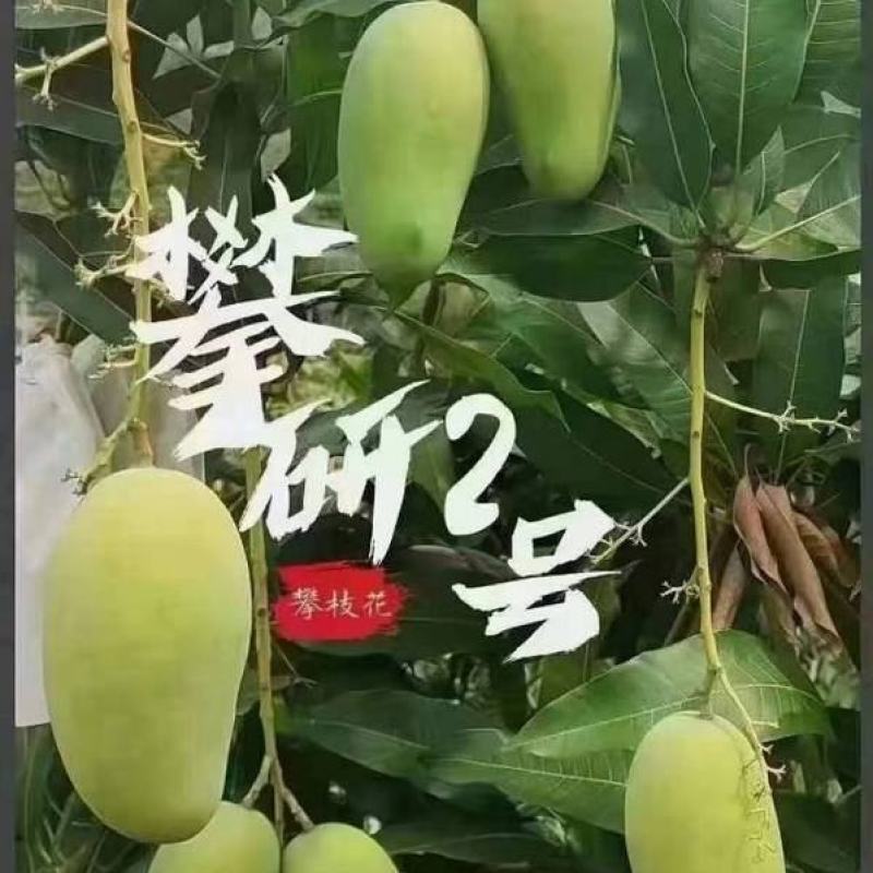 一款独特只有攀枝花有的芒果