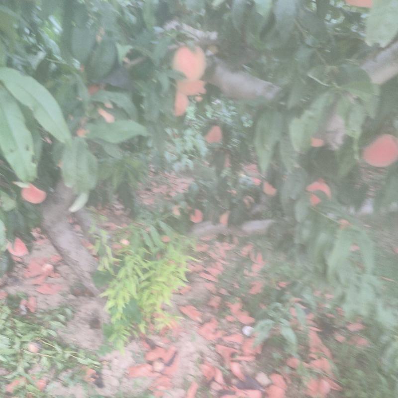 十四号价格美丽口感脆甜要的老板联系***********