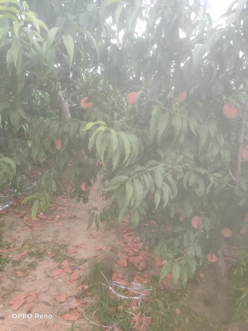 十四号价格美丽口感脆甜要的老板联系***********