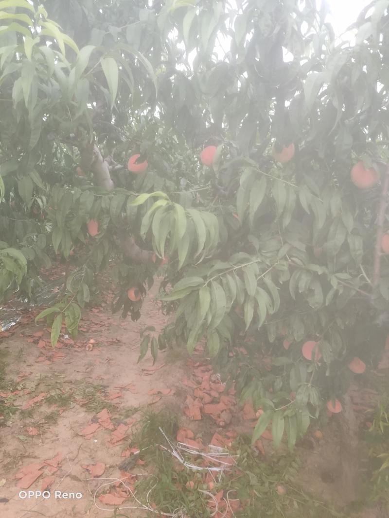 十四号价格美丽口感脆甜要的老板联系***********
