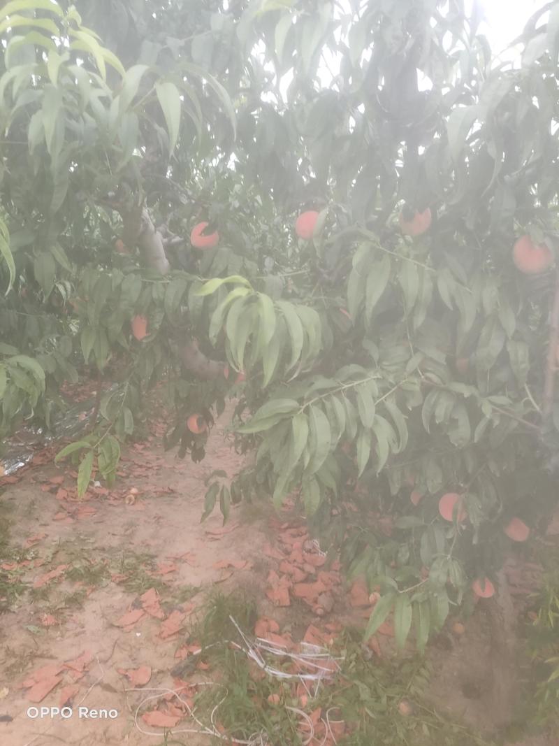 十四号价格美丽口感脆甜要的老板联系***********