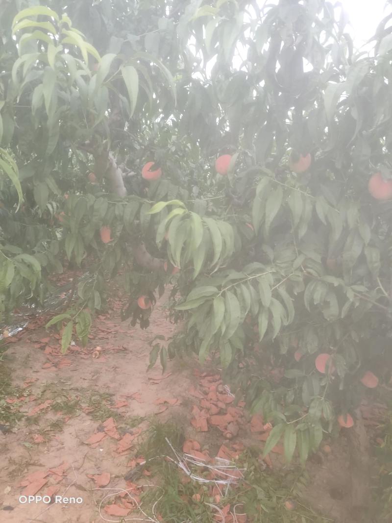 十四号价格美丽口感脆甜要的老板联系***********