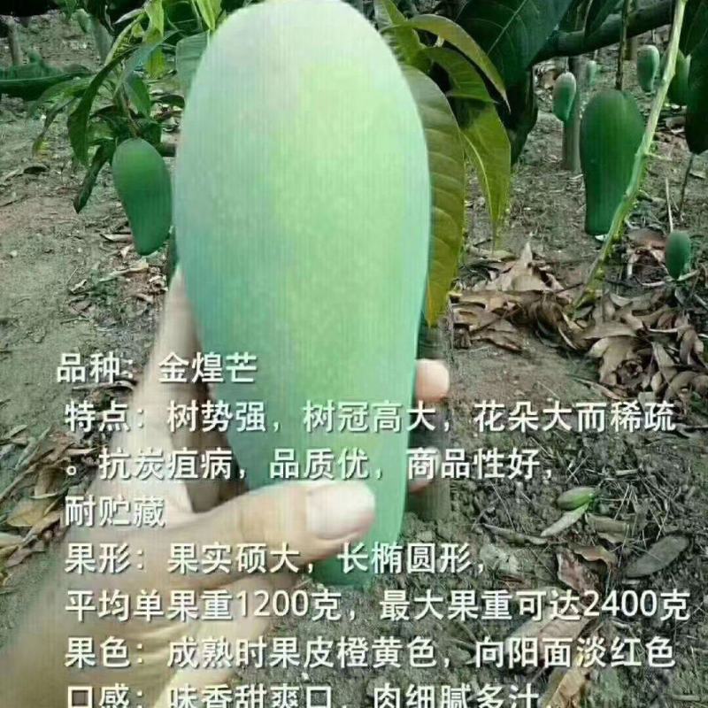 金黄芒果