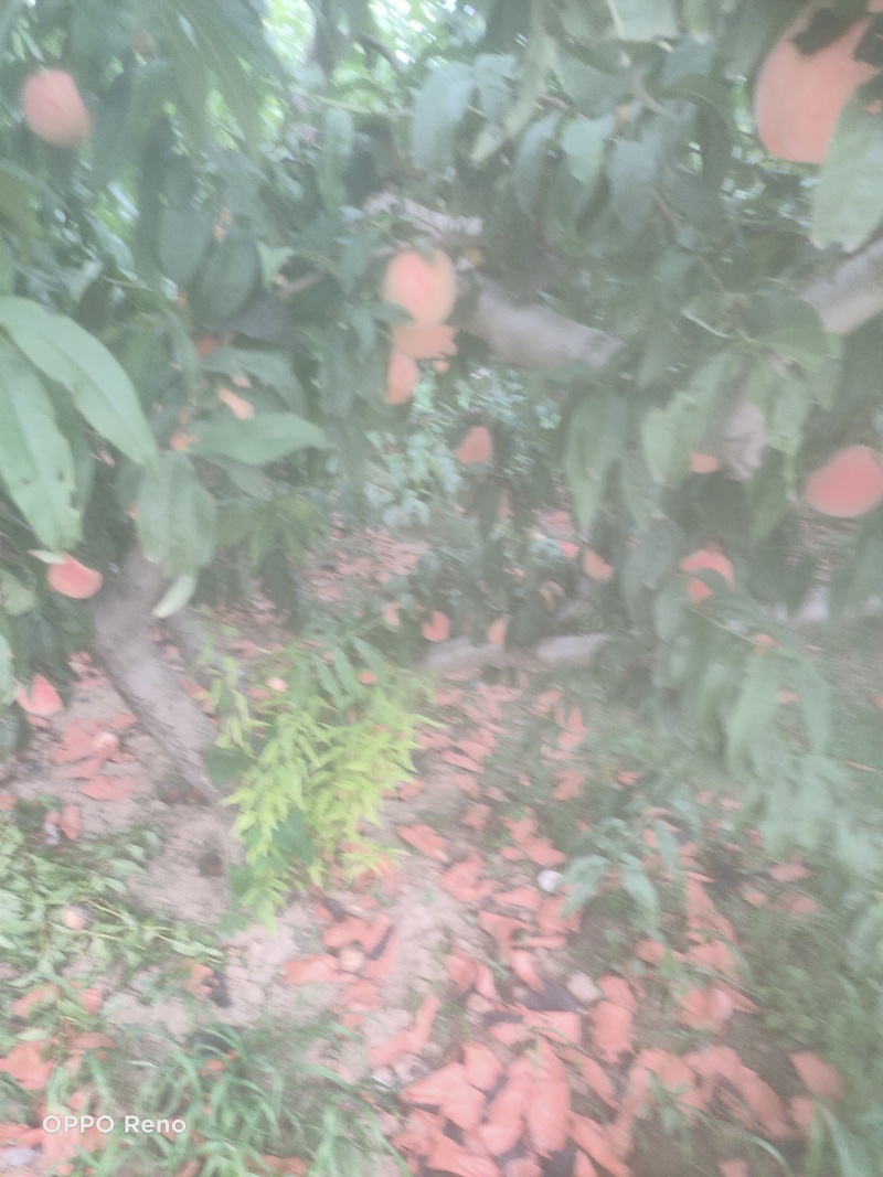 十四号价格美丽口感脆甜要的老板联系***********