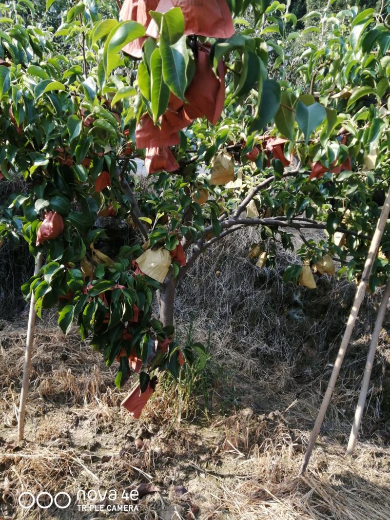 圆黄梨