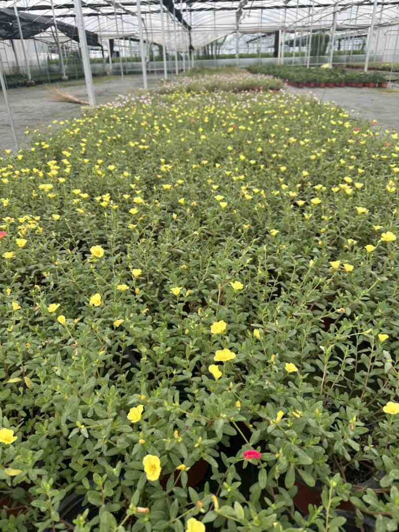 海棠比格海棠太阳花花期长品质优可对接市场欢
