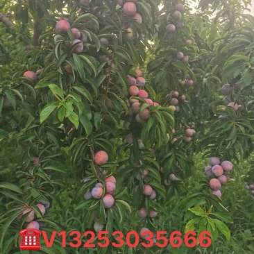 口感嘎嘎好