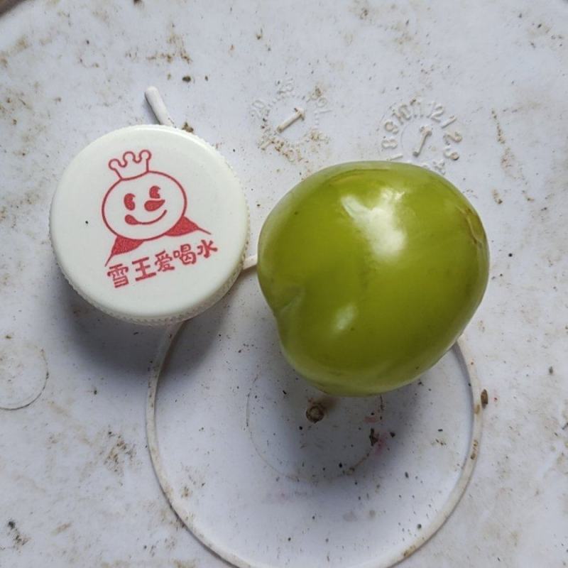 阳光玫瑰